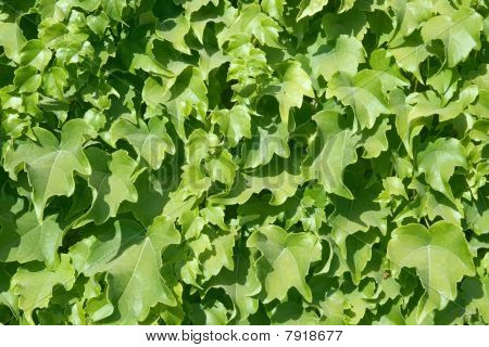 Ivy Textur