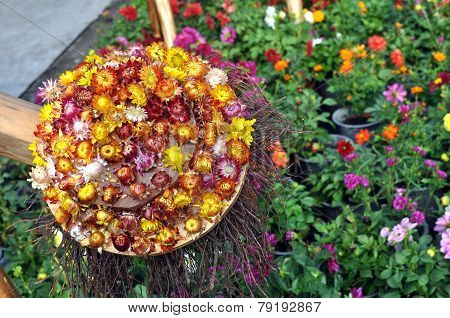 Straw Flowers
