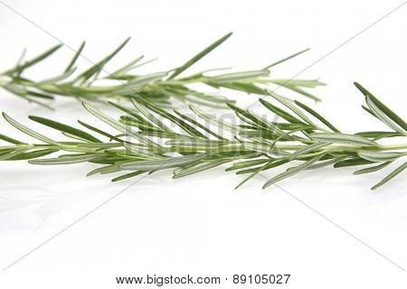 Rosemary on white background - studio shot