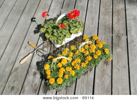 Morgenfruer og pelargonier 1
