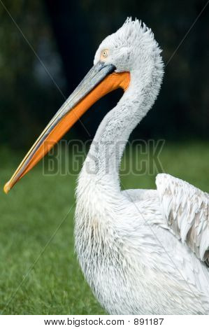 Pelican