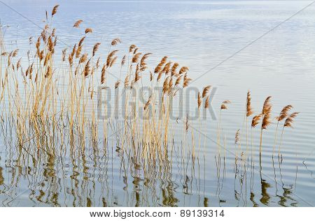 Lake And Reed
