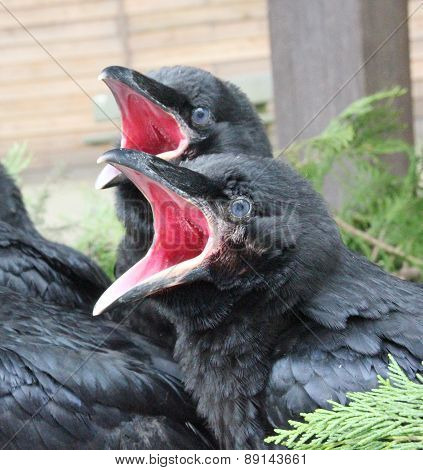 Raven babies