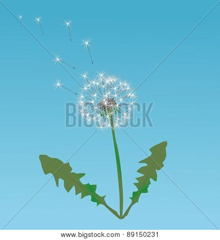 Dandelion seeds