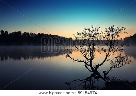 Lonely Tree Growing In A Pond At Sunrise