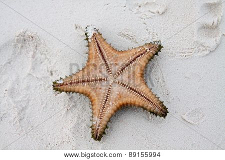 Starfish On Clear Water
