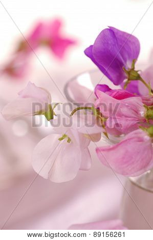 Sweet peas flower