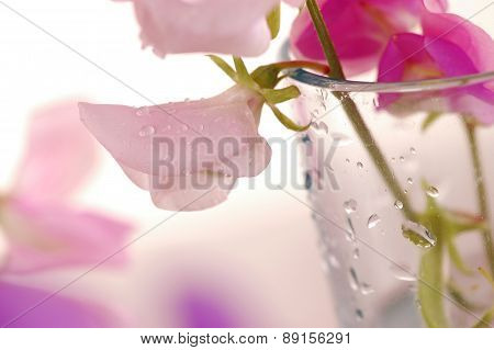 Sweet peas flower