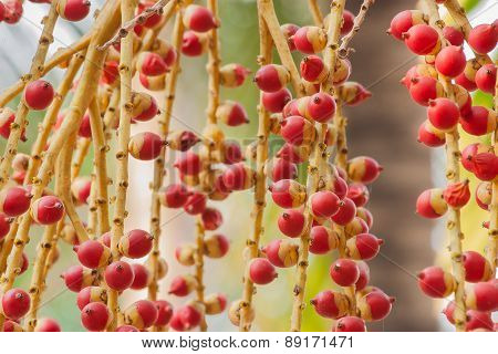 Cyrtostachys Renda Blume