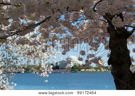 Thomas Jefferson Memorial Surrounded By Flowers