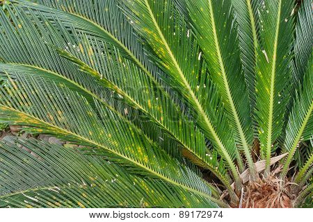 Close-up Of Leaves Cycas Circinalis L.