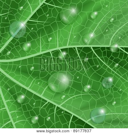 Green Leaf With Waterdrops