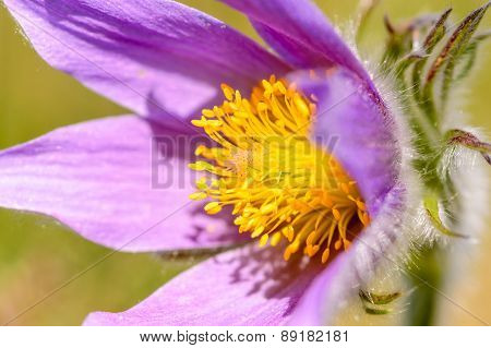 Pasque Flower (pulsatilla Vulgaris)