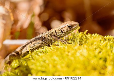 Sand Lizard (lacerta Agilis)