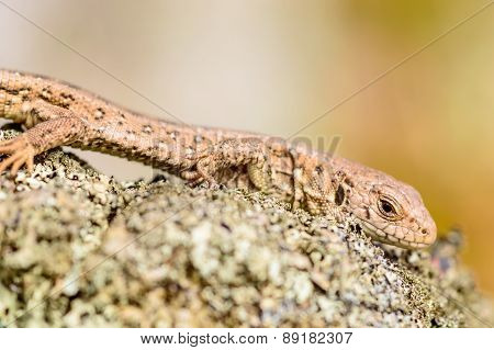 Sand Lizard (lacerta Agilis)