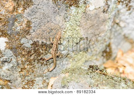 Sand Lizard (lacerta Agilis)