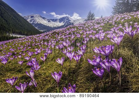  Spring crocuses in Tatra Mountains, Poland