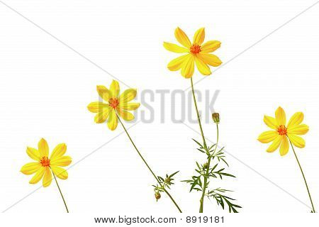 gul blomst på hvid baggrund