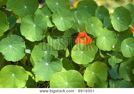 Fiori d'arancio In foglie rotonde verdi