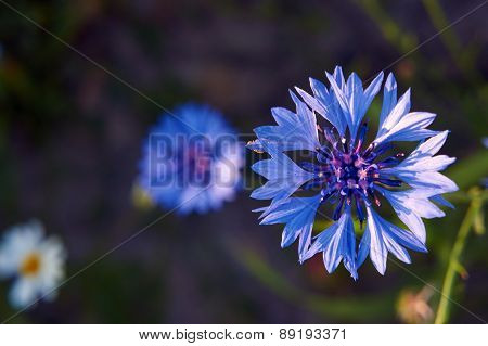 Blue Crambe flower in a meadow