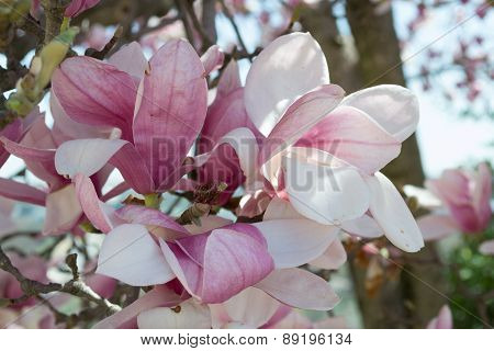 Tulip Tree Flower