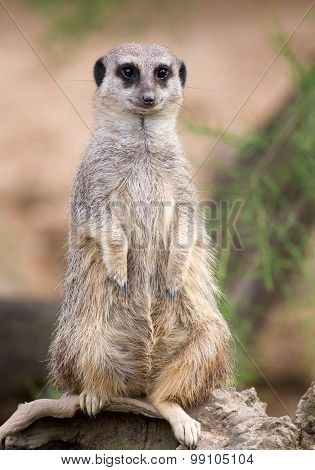 An Isolated Meerkat standing up