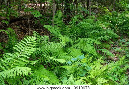 Wilmington Flume Trail