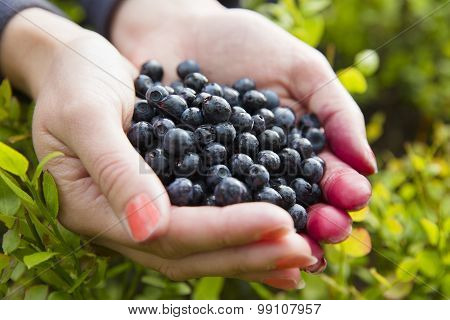 Woman picking healthy blueberries in the woods