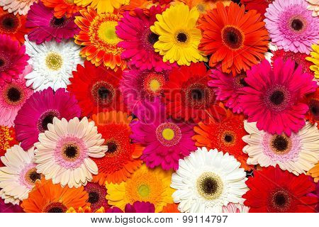 Gerbera