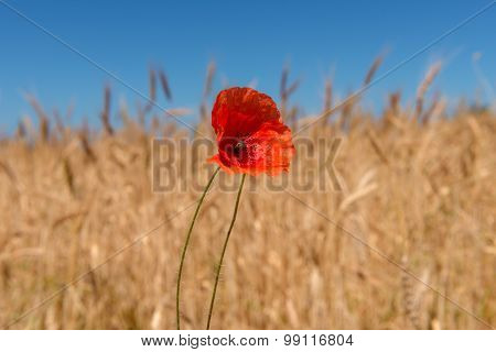 Poppy Flower
