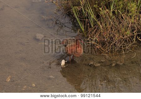 Clapper rail shorebird, Rallus longirostris
