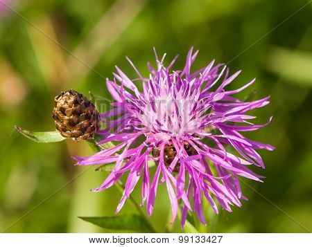 Blooming Brown Knapweed, Centaurea Jacea Macro, Selective Focus, Shallow Dof