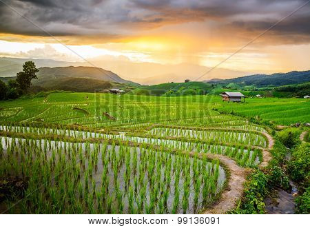 Terrace rice fields at Bann Bong Piang in Mae chaem, Chaing Mai, Thailand