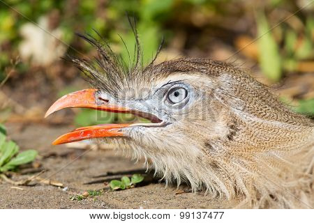 Red-legged Seriema Or Crested Cariama (cariama Cristata)