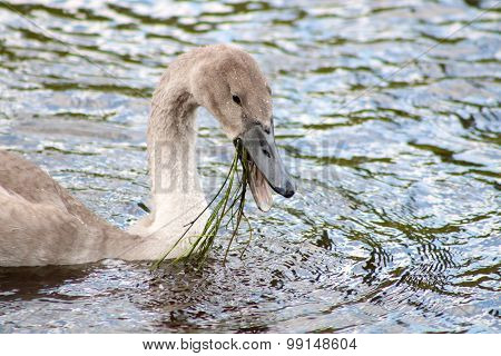 Cygnet feeding