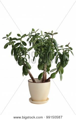 Potted crassula or dollar tree