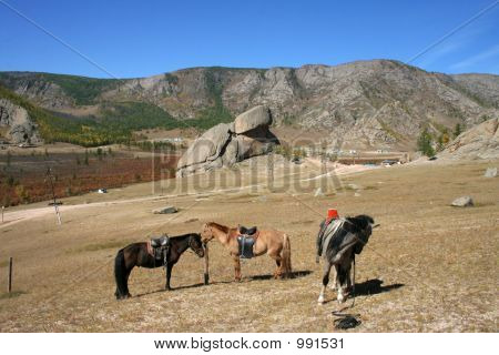 Atların Turtle Rock Moğolistan