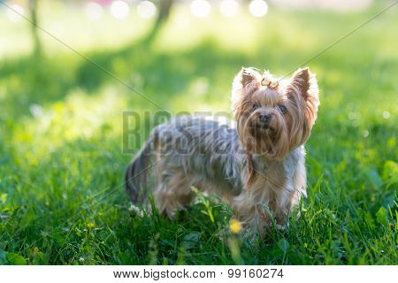 Yorkshire Terrier portrait