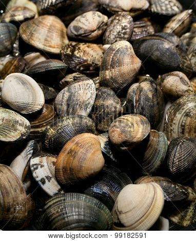 Clams Vongole