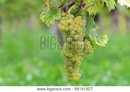 White grapes