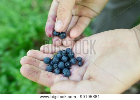 Ripe Freshly Picked Wild Blueberries In Woman's Hands