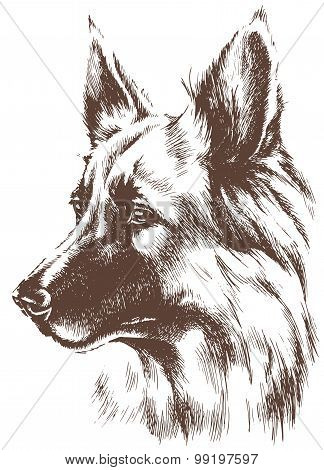 Shepherd dog sketch