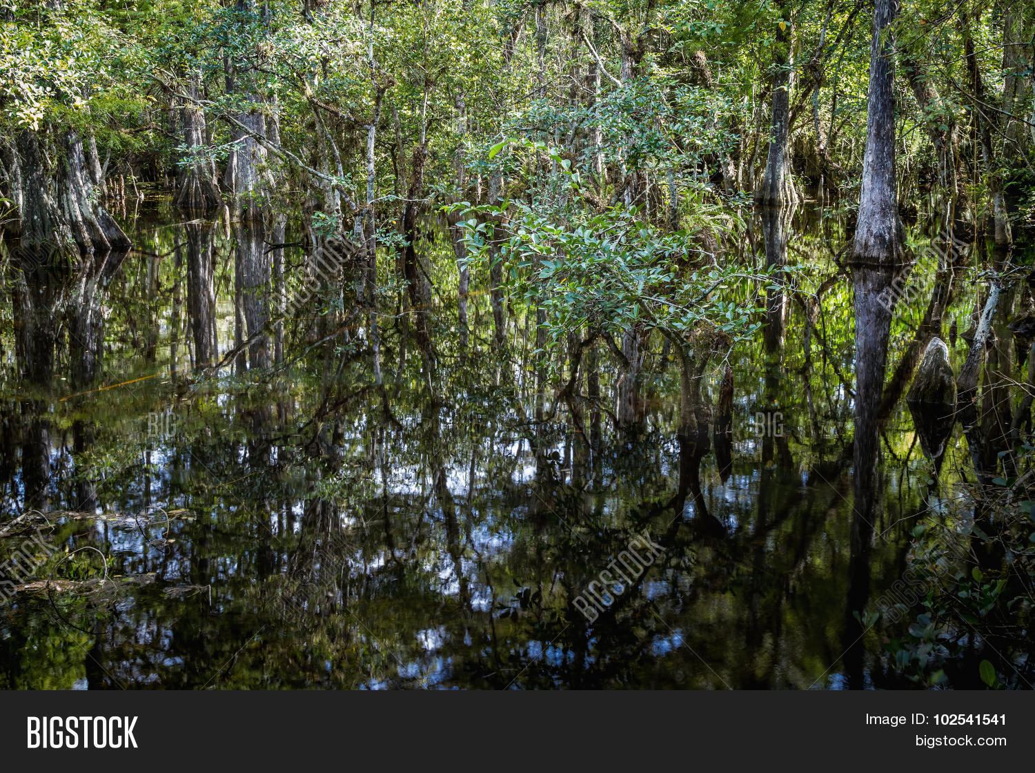 Cypress Trees Swamp Image & Photo (Free Trial) | Bigstock