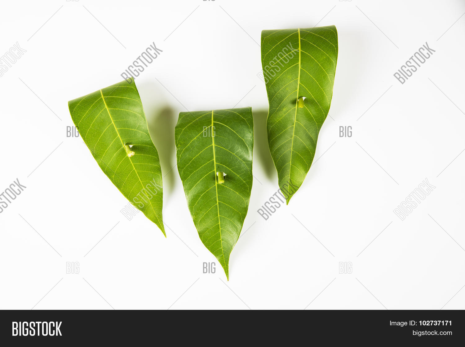 Garland Mango Leaves Image & Photo (Free Trial) Bigstock