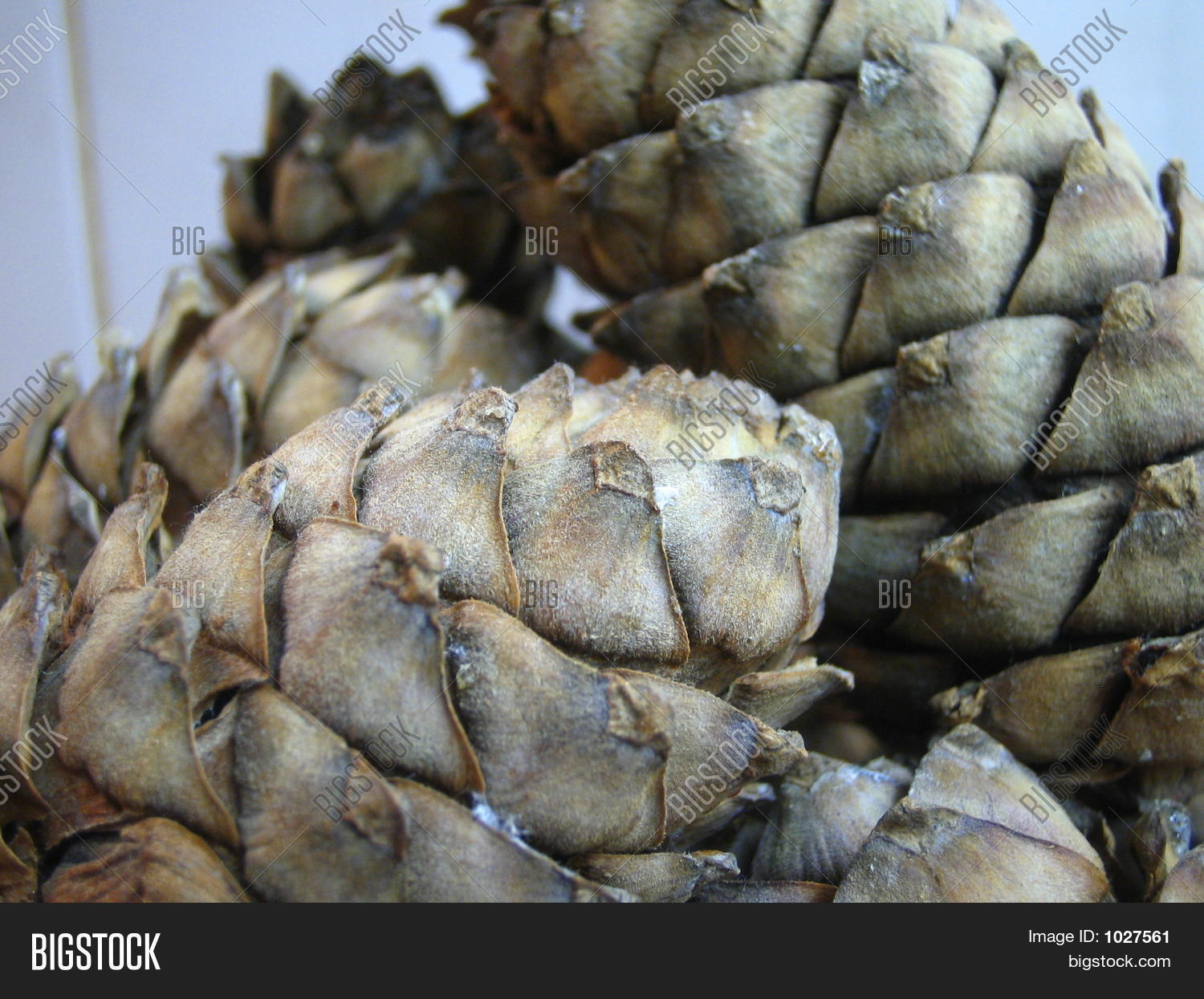 Cedar Tree Cones Image & Photo (Free Trial) Bigstock