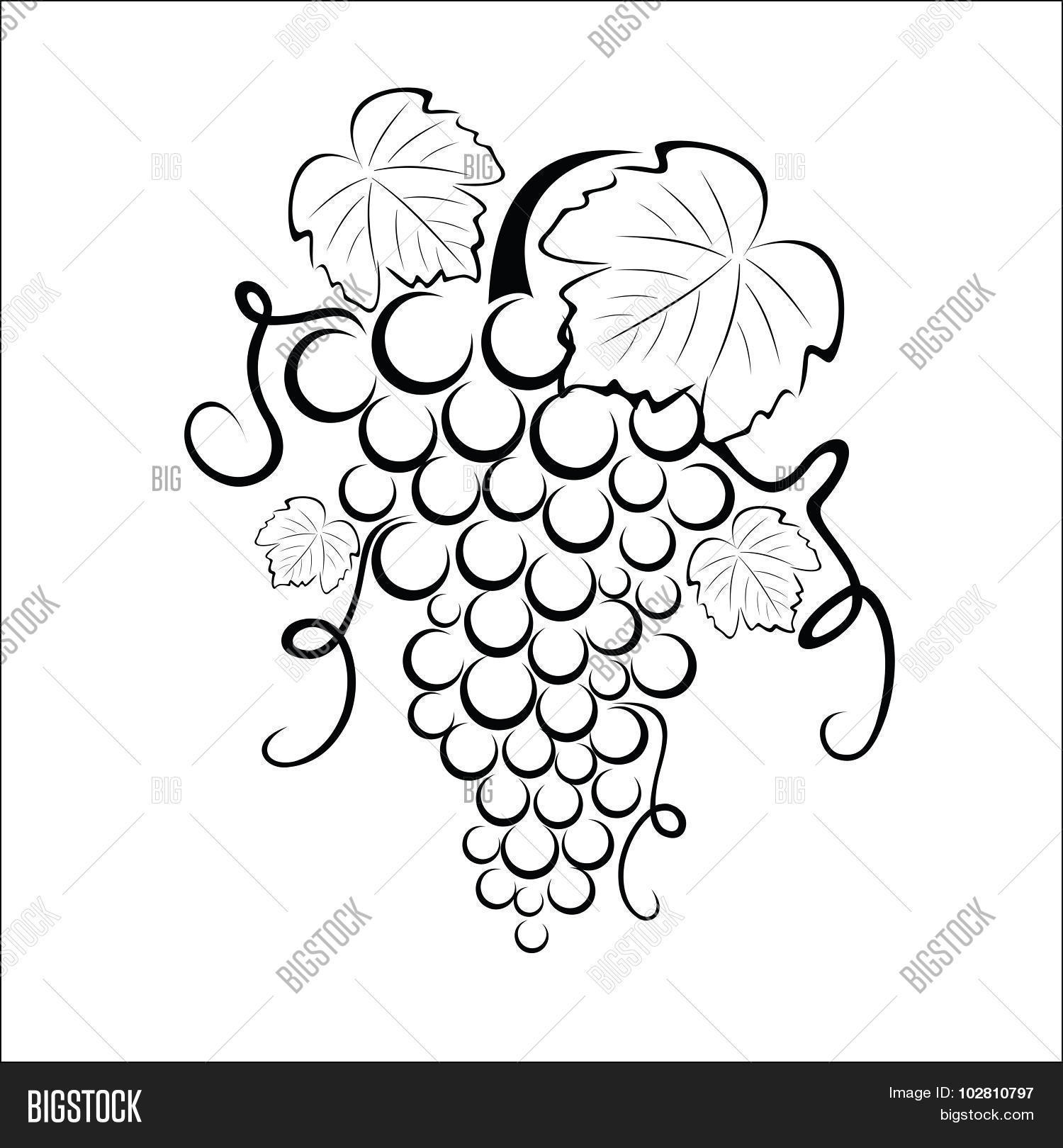 Виноградная лоза dxf. Герб с виноградной лозой. Гроздь винограда символ чего. Виноград орнамент. Виноградная кисть.