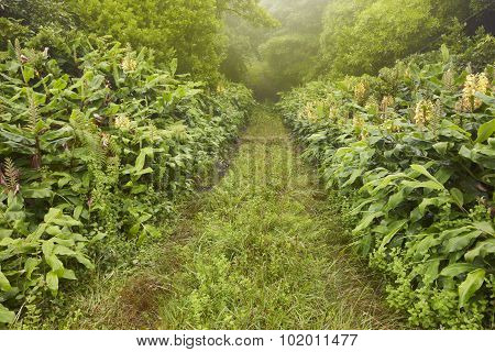 Green Pathway On A Foggy Day, Lush Vegetation. Azores Landscape