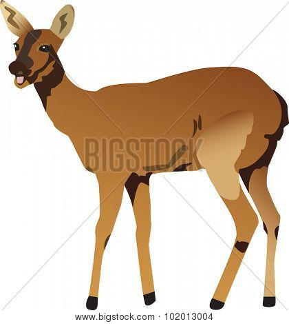Vectorized illustration of a deer.
