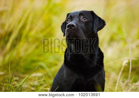 Labrador Looks Guiltily At His Master