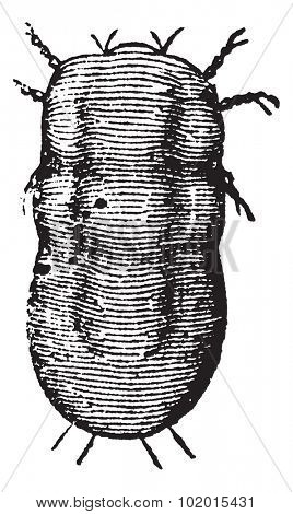 Locust mite or Astoma gryllaria, vintage engraving. Old engraved illustration of a locust mite, magnified.